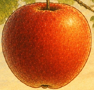 Amber from The Amber Apple Tree